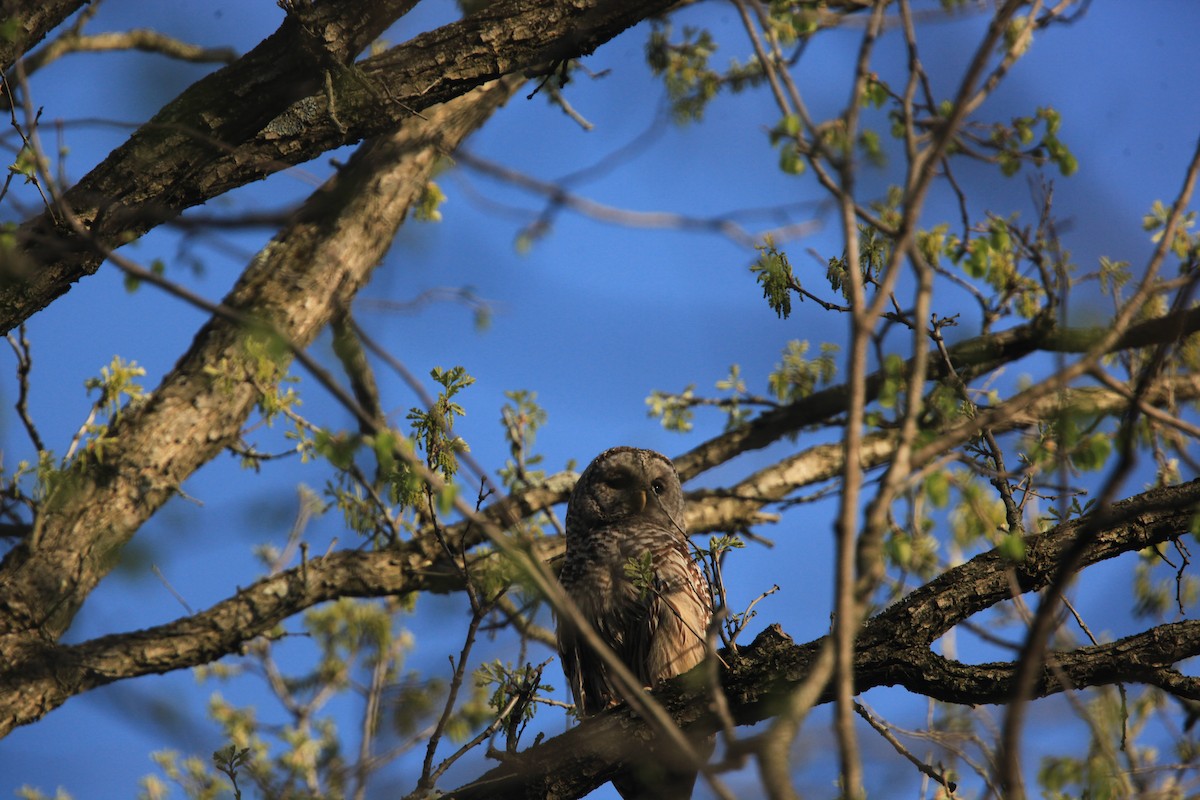 Barred Owl - ML634382739