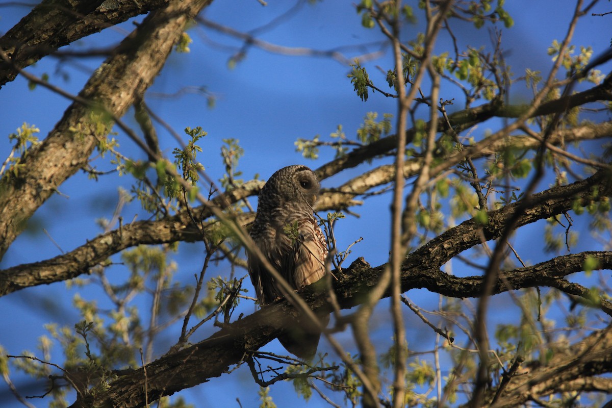 Barred Owl - ML634382740