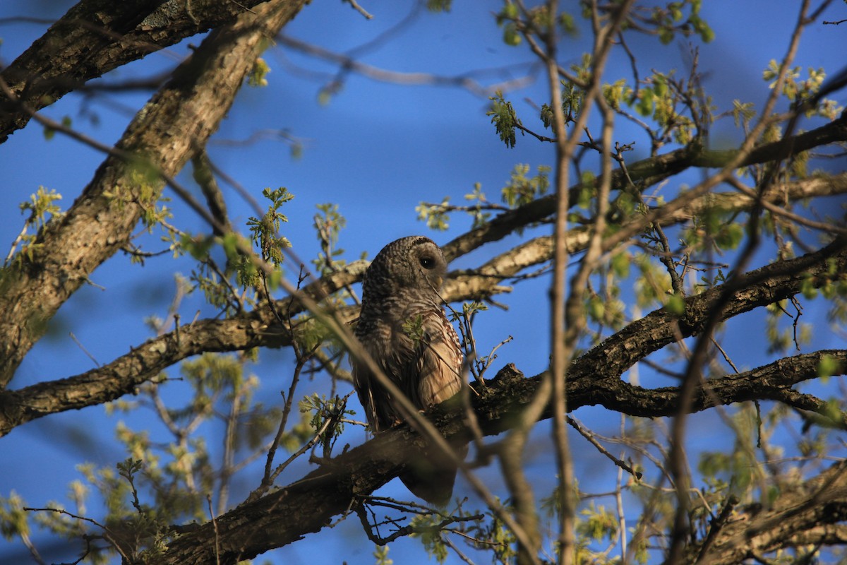 Barred Owl - ML634382742