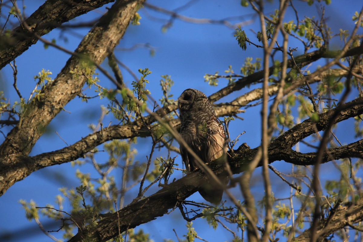 Barred Owl - ML634382744