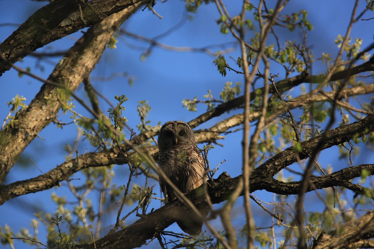 Barred Owl - ML634382745
