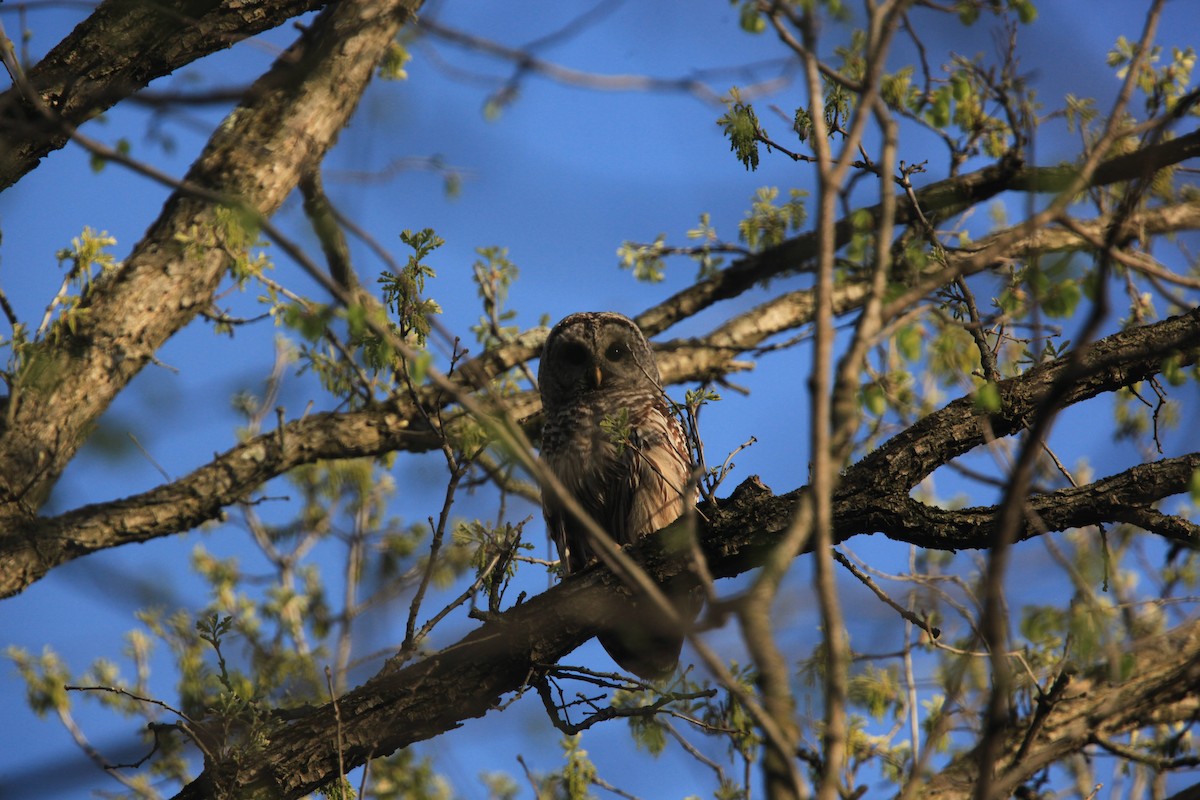 Barred Owl - ML634382746