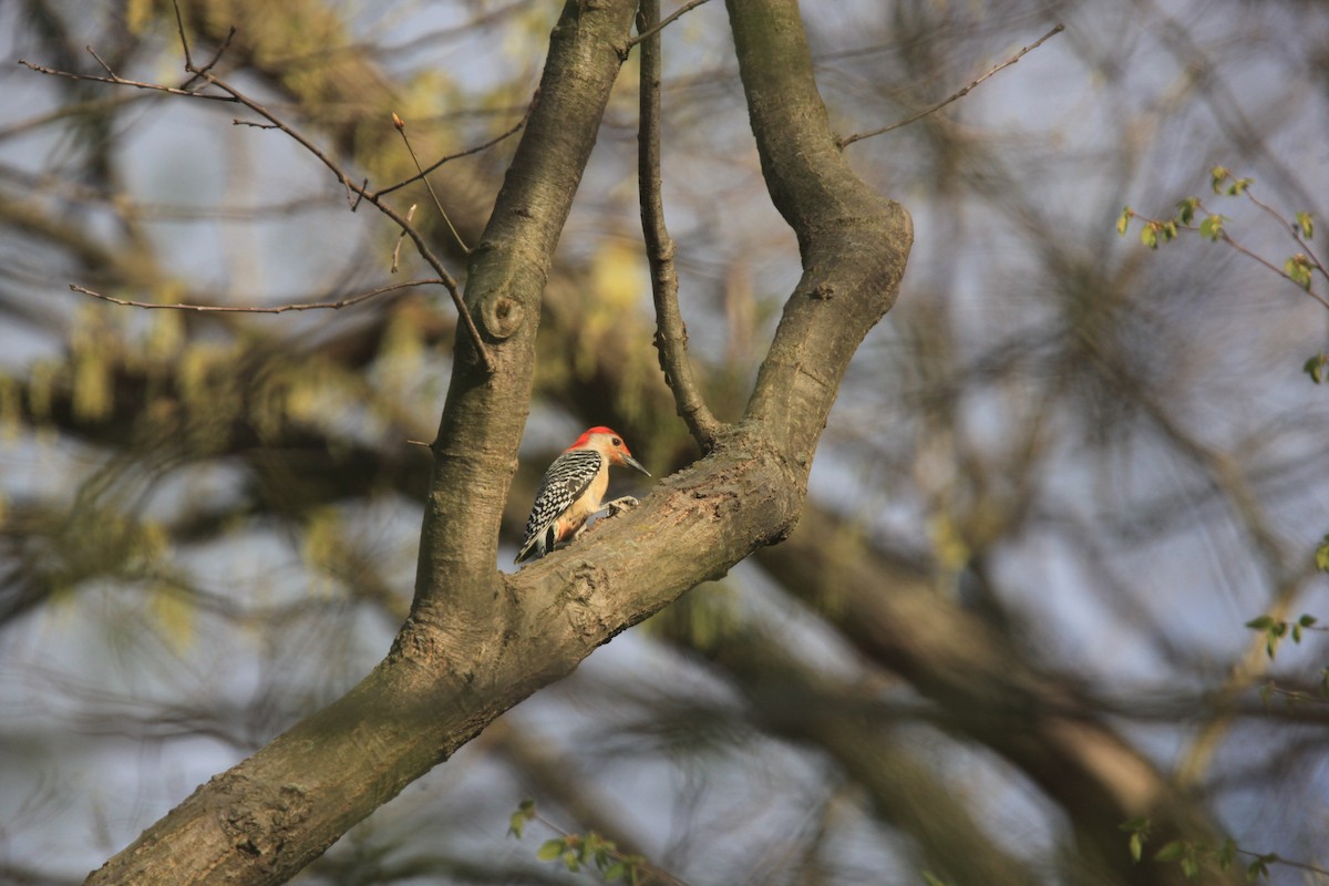 Red-bellied Woodpecker - ML634382752