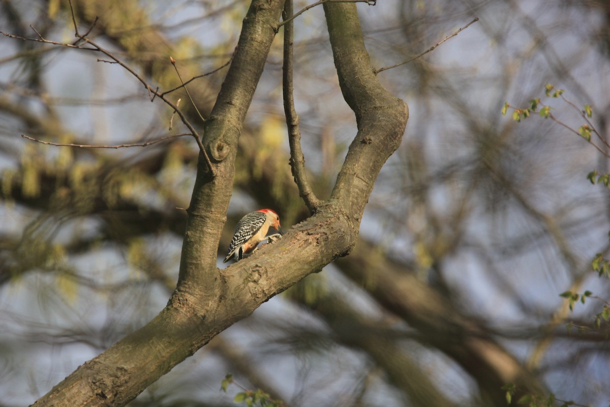 Red-bellied Woodpecker - ML634382753