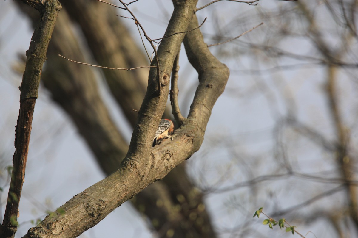 Red-bellied Woodpecker - ML634382754