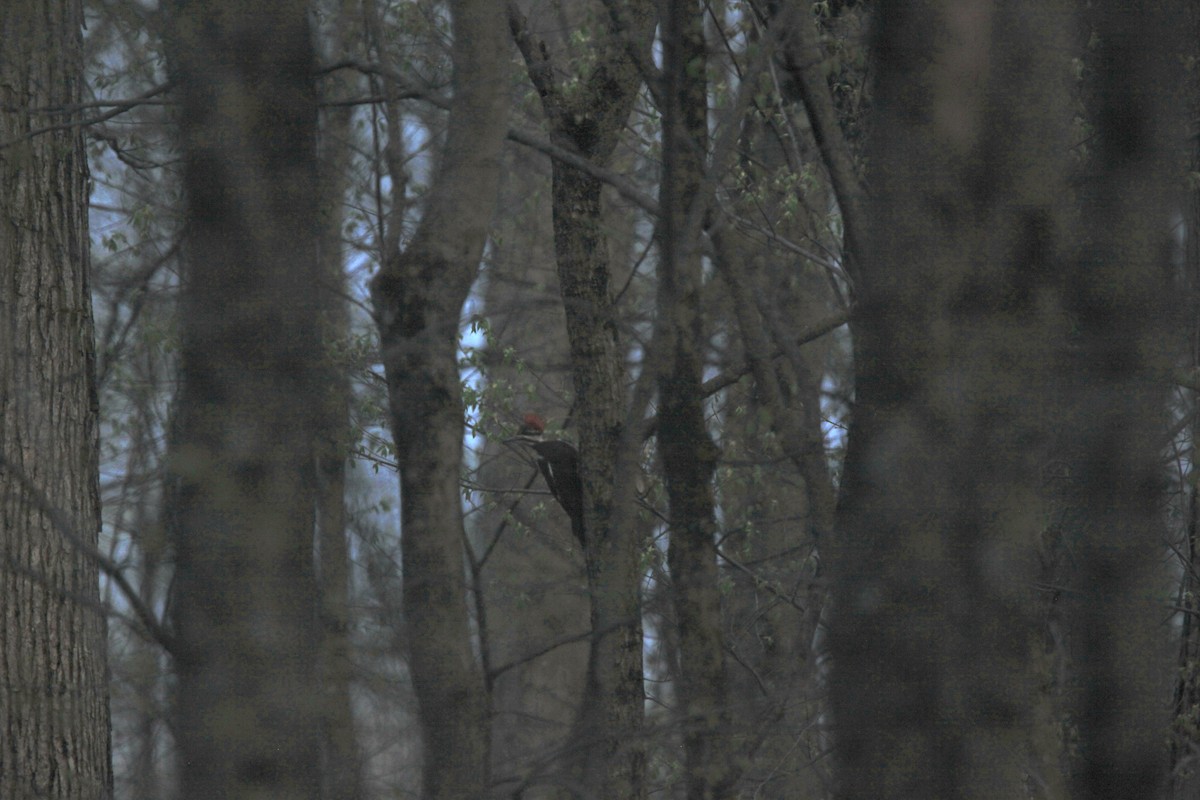 Pileated Woodpecker - ML634382763