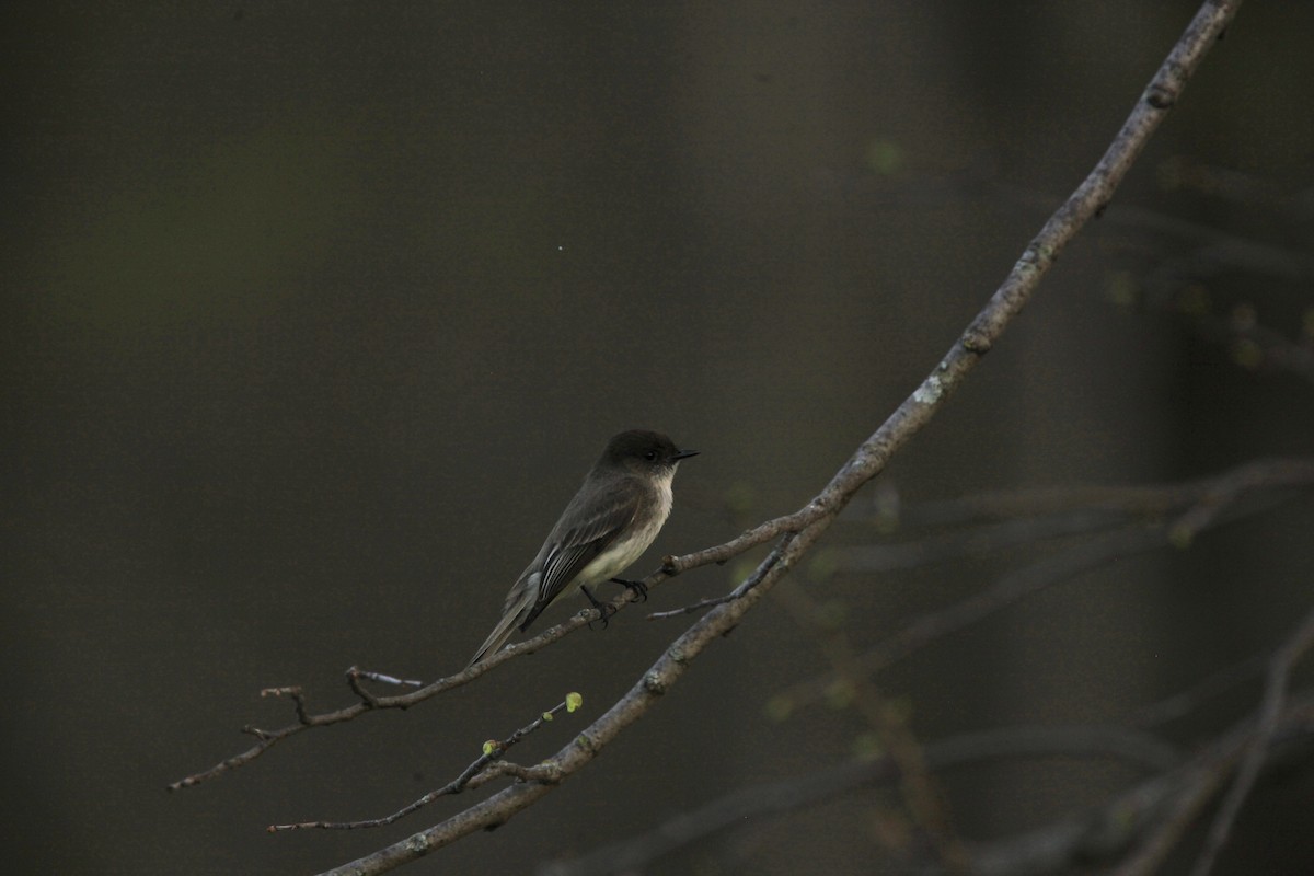 Eastern Phoebe - ML634382770