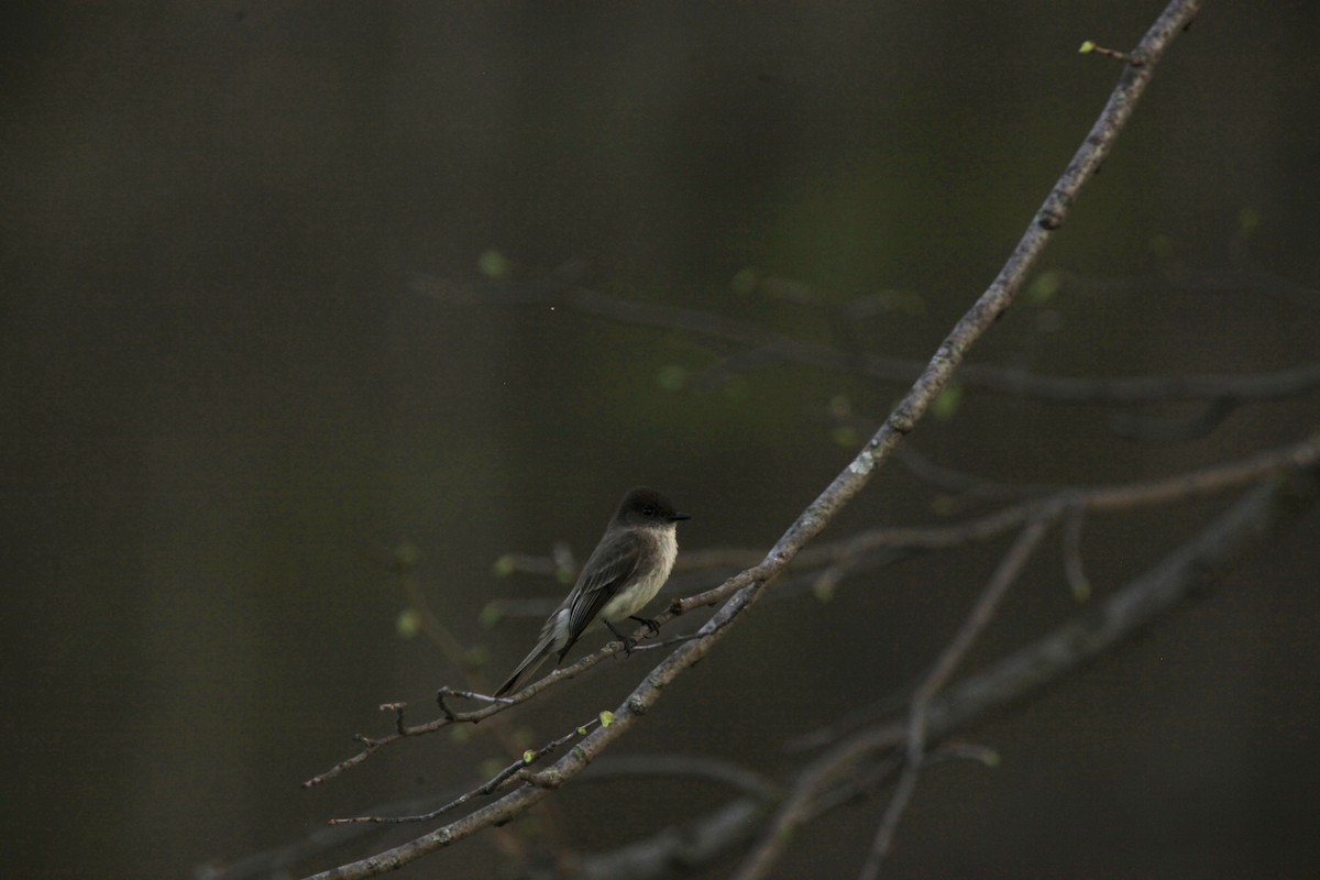 Eastern Phoebe - ML634382772