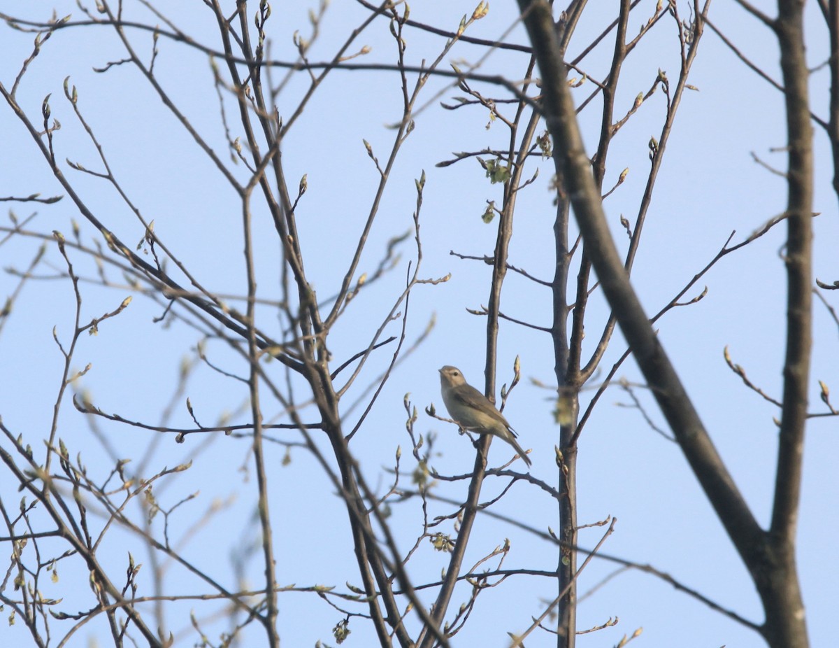Warbling Vireo - ML634382784