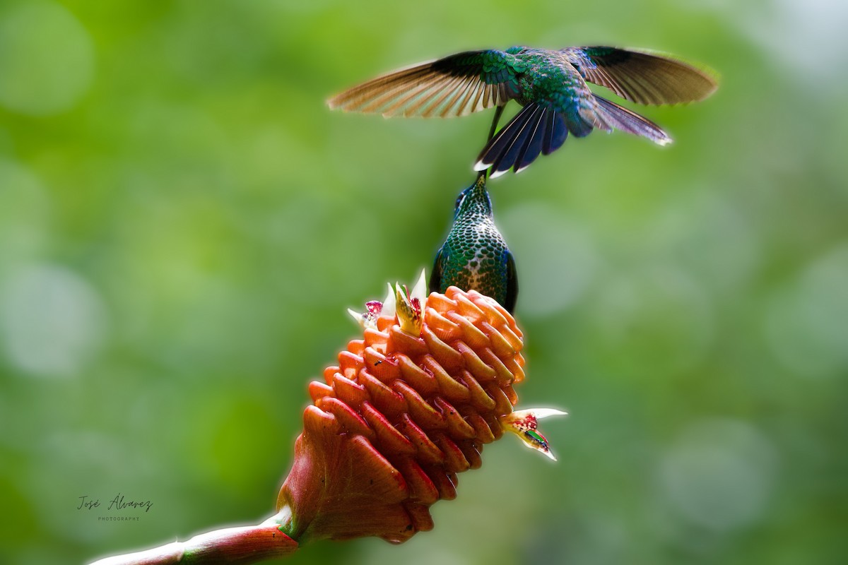 Green-crowned Brilliant - ML634382791