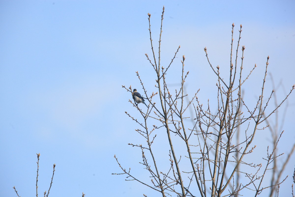 Blue Jay - ML634382803