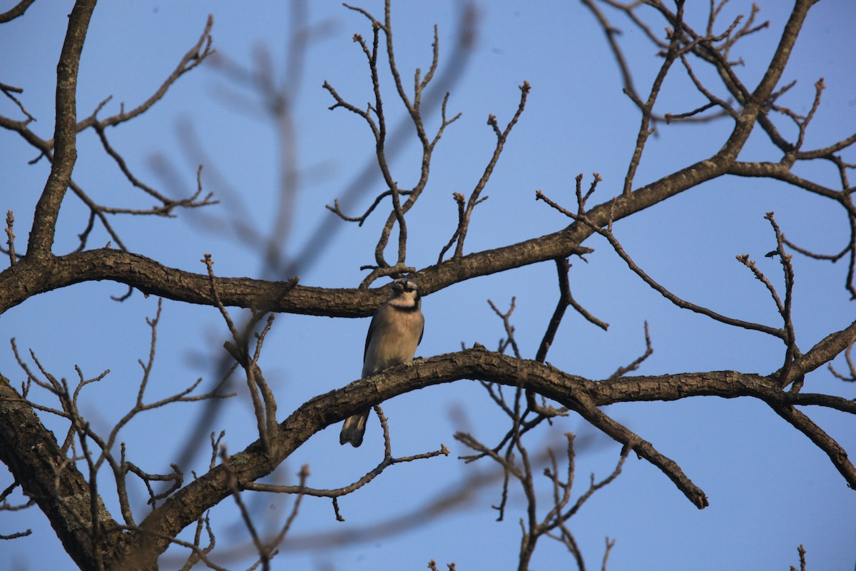 Blue Jay - ML634382804