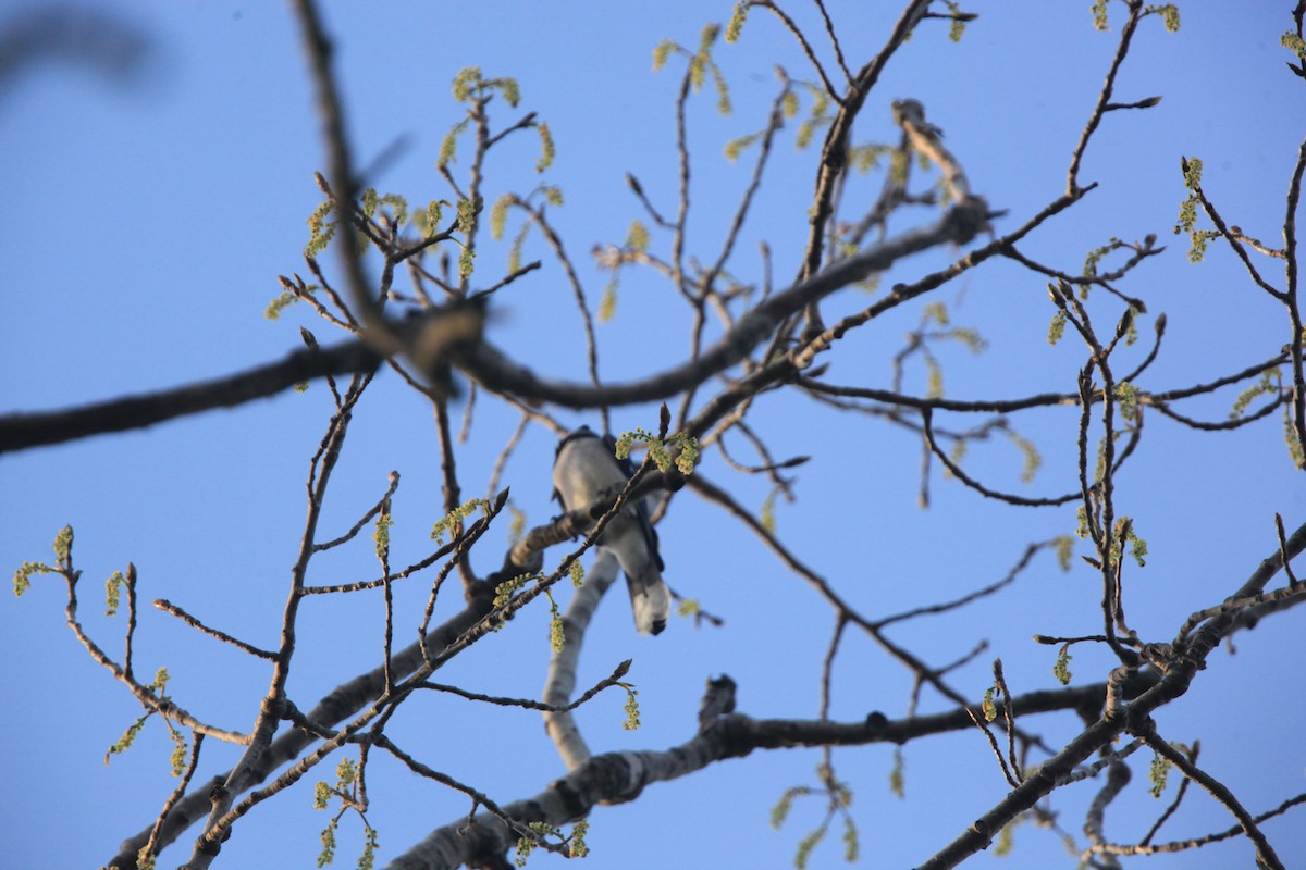 Blue Jay - ML634382805