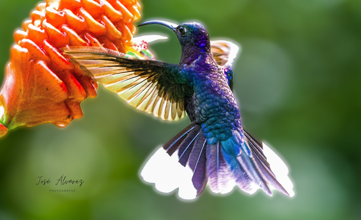 Violet Sabrewing - ML634382807