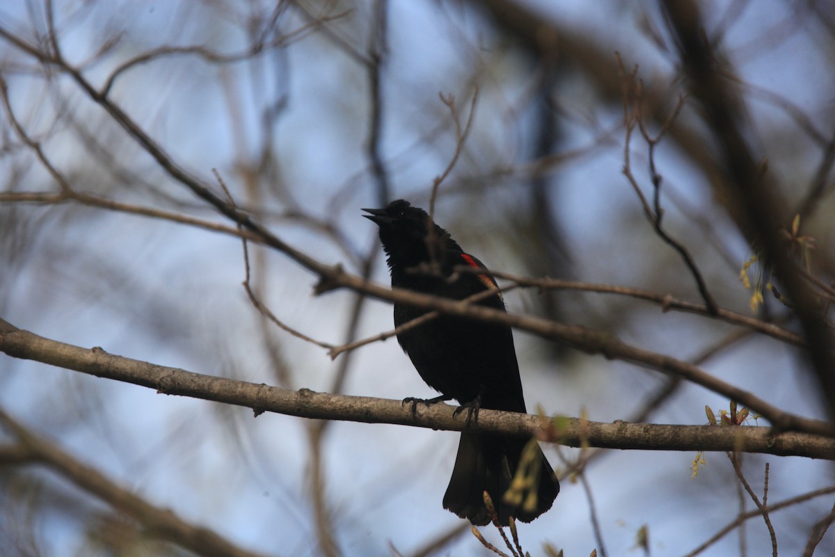 Red-winged Blackbird - ML634382834