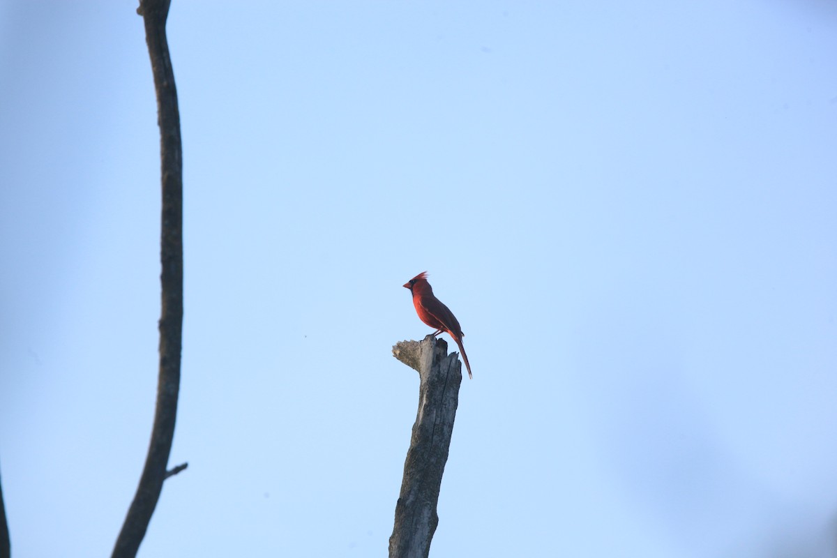Northern Cardinal - ML634382839