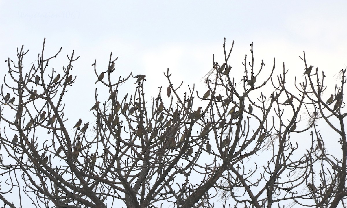 Cedar Waxwing - ML634382874