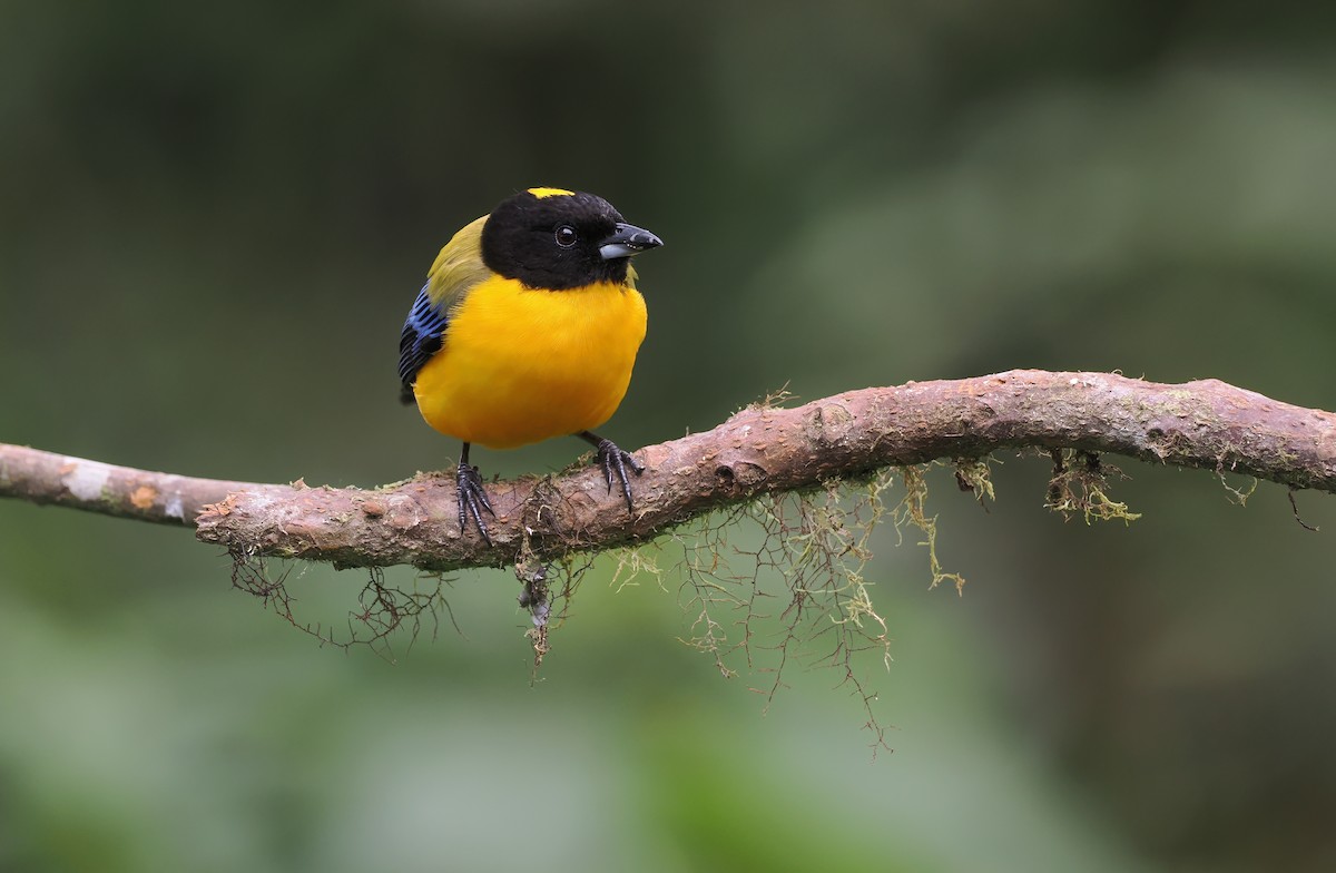 Black-chinned Mountain Tanager - ML634382911