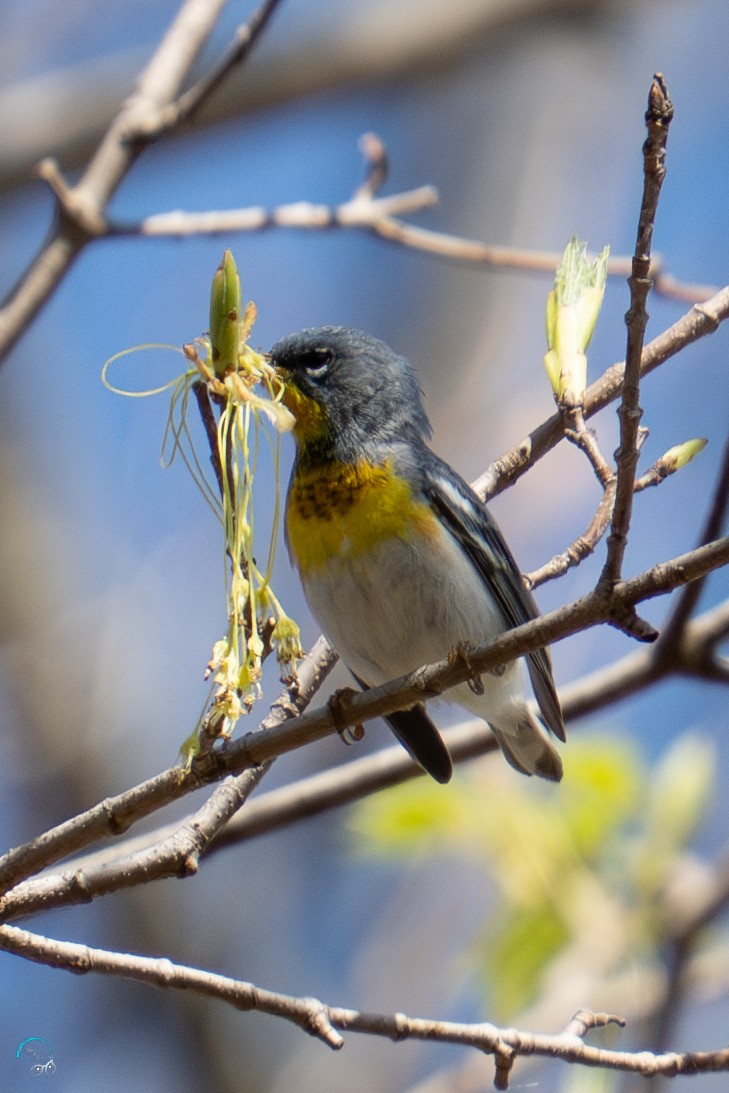 Northern Parula - ML634382991