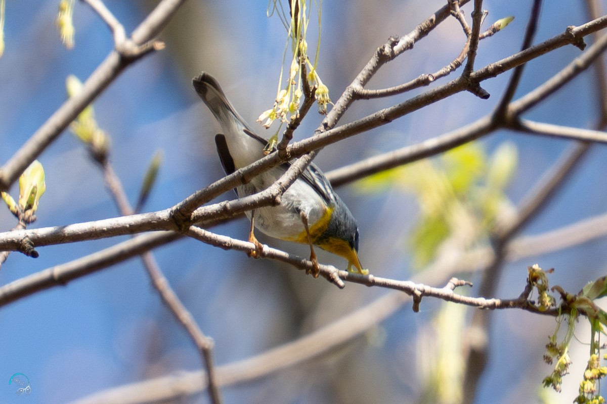 Northern Parula - ML634382993