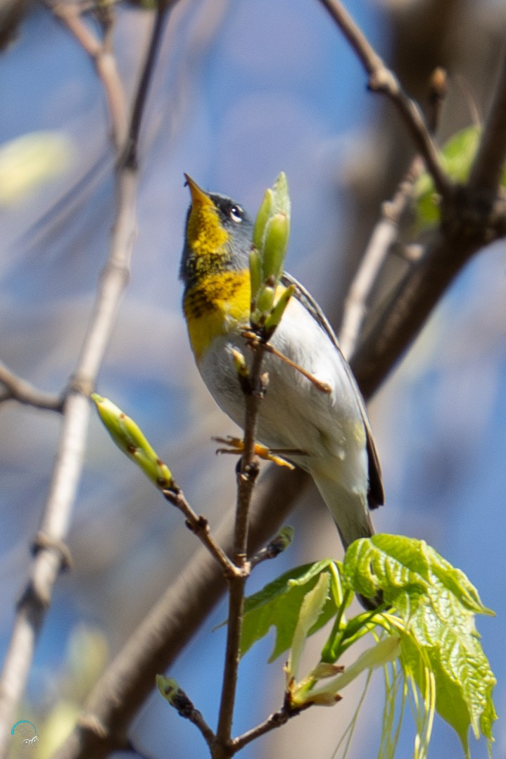 Northern Parula - ML634382994