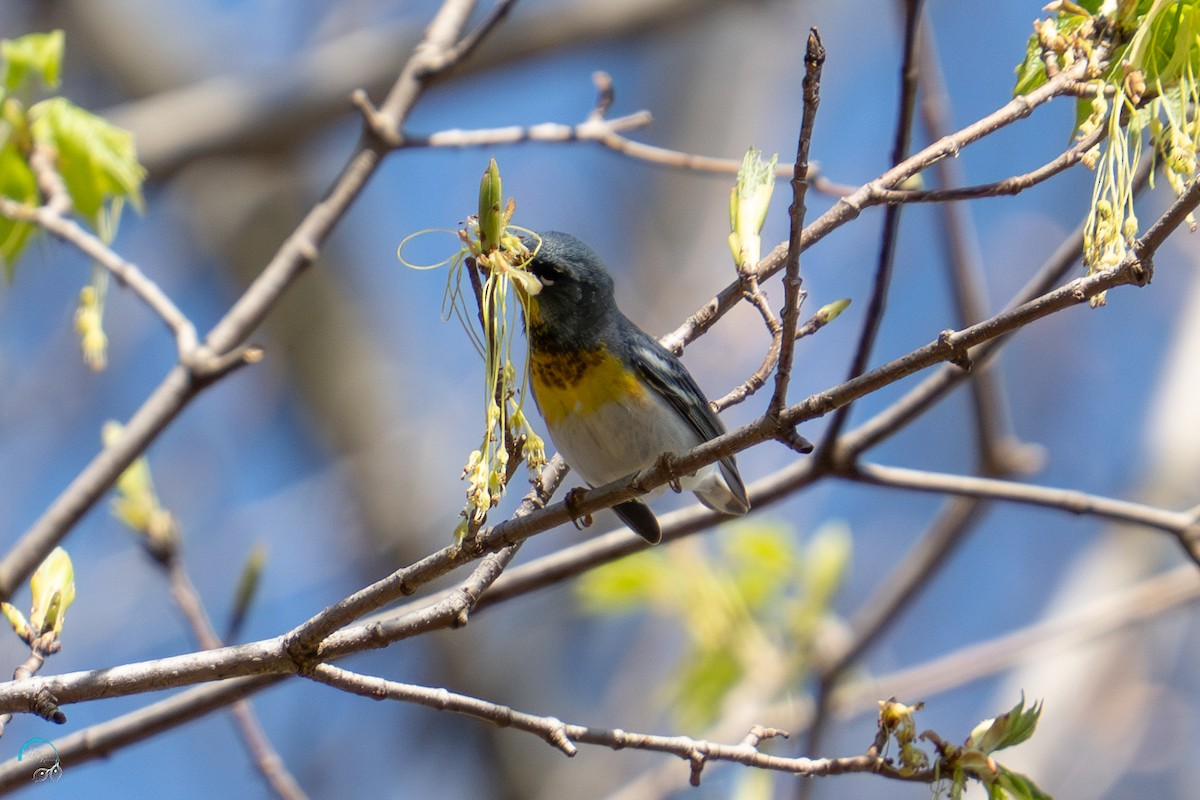 Northern Parula - ML634382995