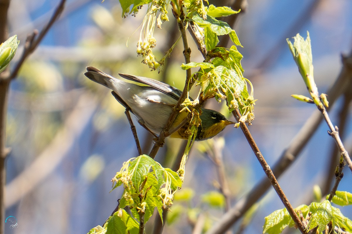 Northern Parula - ML634382997