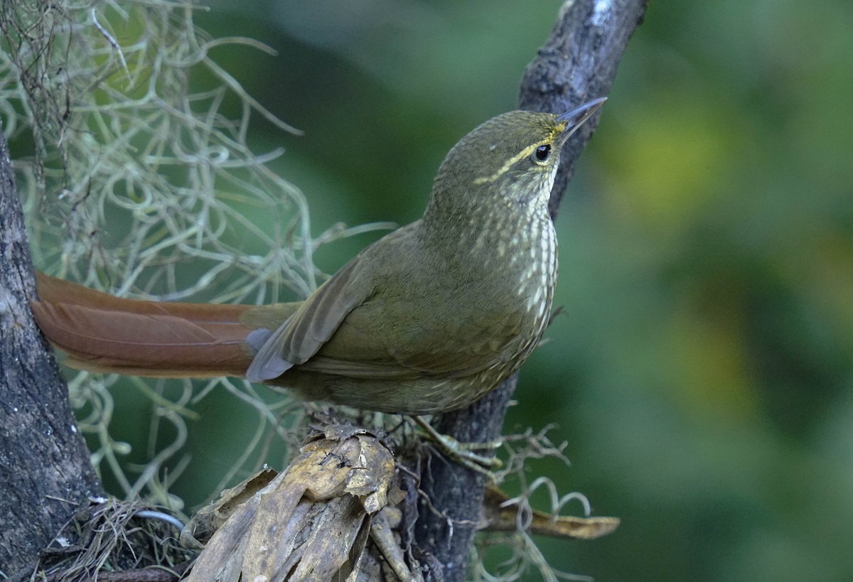 Buff-browed Foliage-gleaner - ML634383002