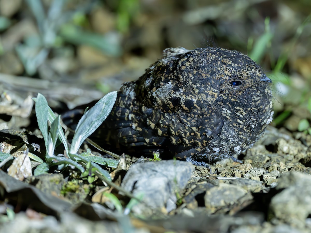 Dusky Nightjar - ML634383048