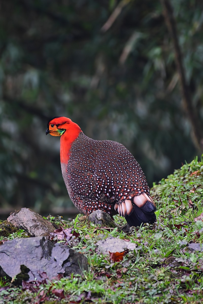 Blyth's Tragopan - ML634383070