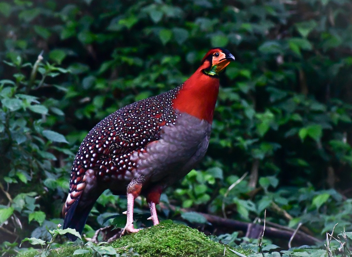 Blyth's Tragopan - ML634383073