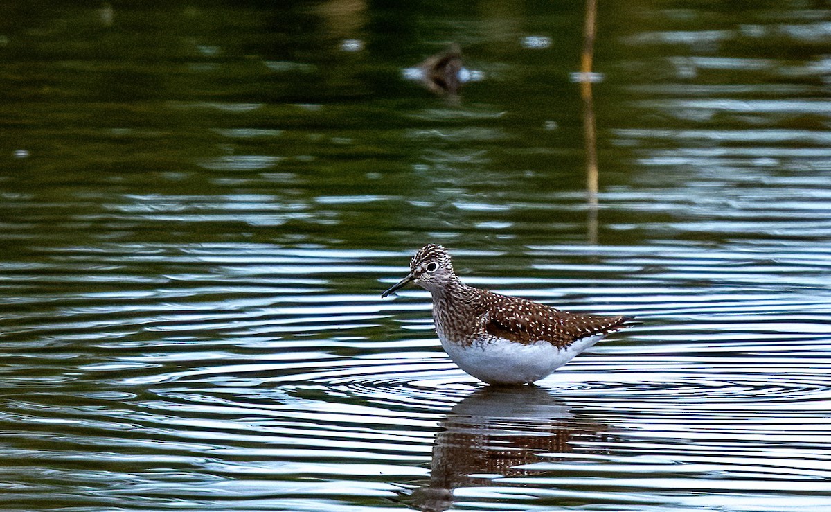 コシグロクサシギ - ML634383123