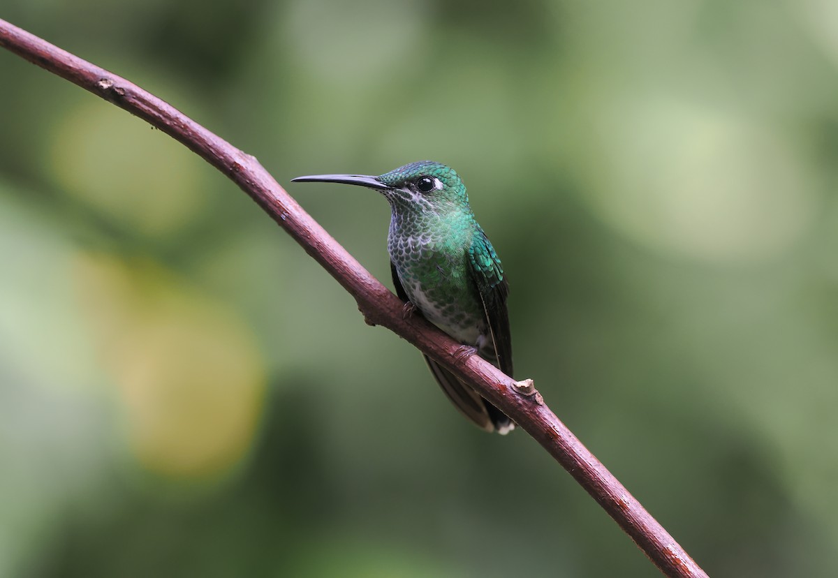 Green-crowned Brilliant - ML634383175