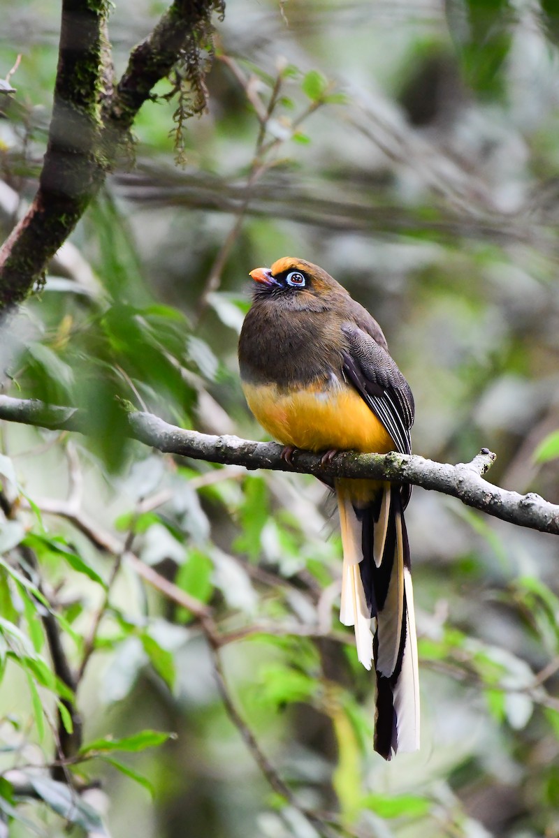Trogon de Ward - ML634383176