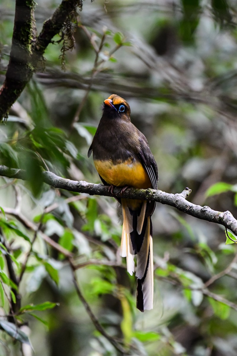 Trogon de Ward - ML634383177