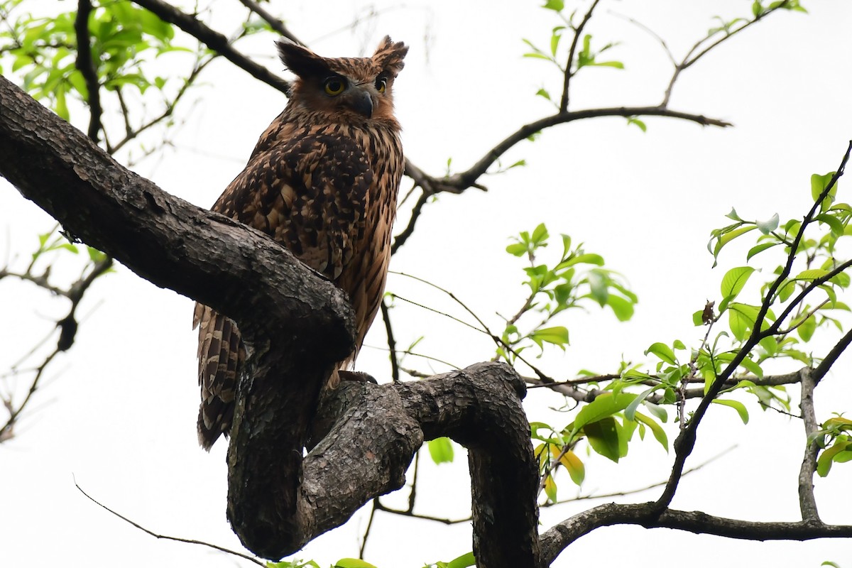 Tawny Fish-Owl - ML634383258