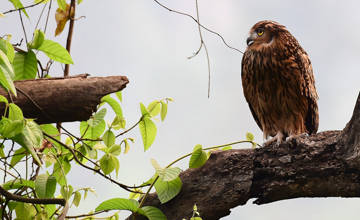 Tawny Fish-Owl - ML634383259