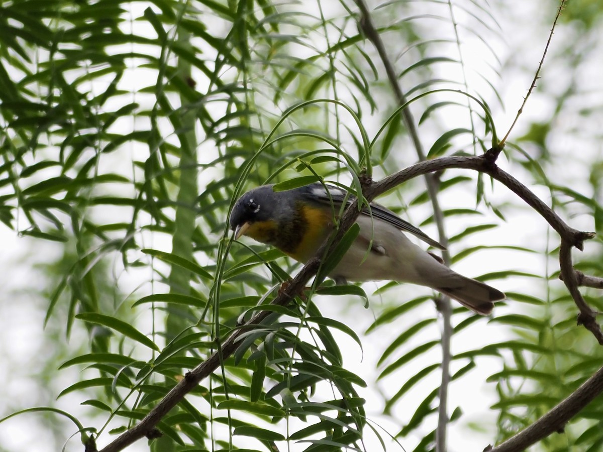 Northern Parula - ML634383379