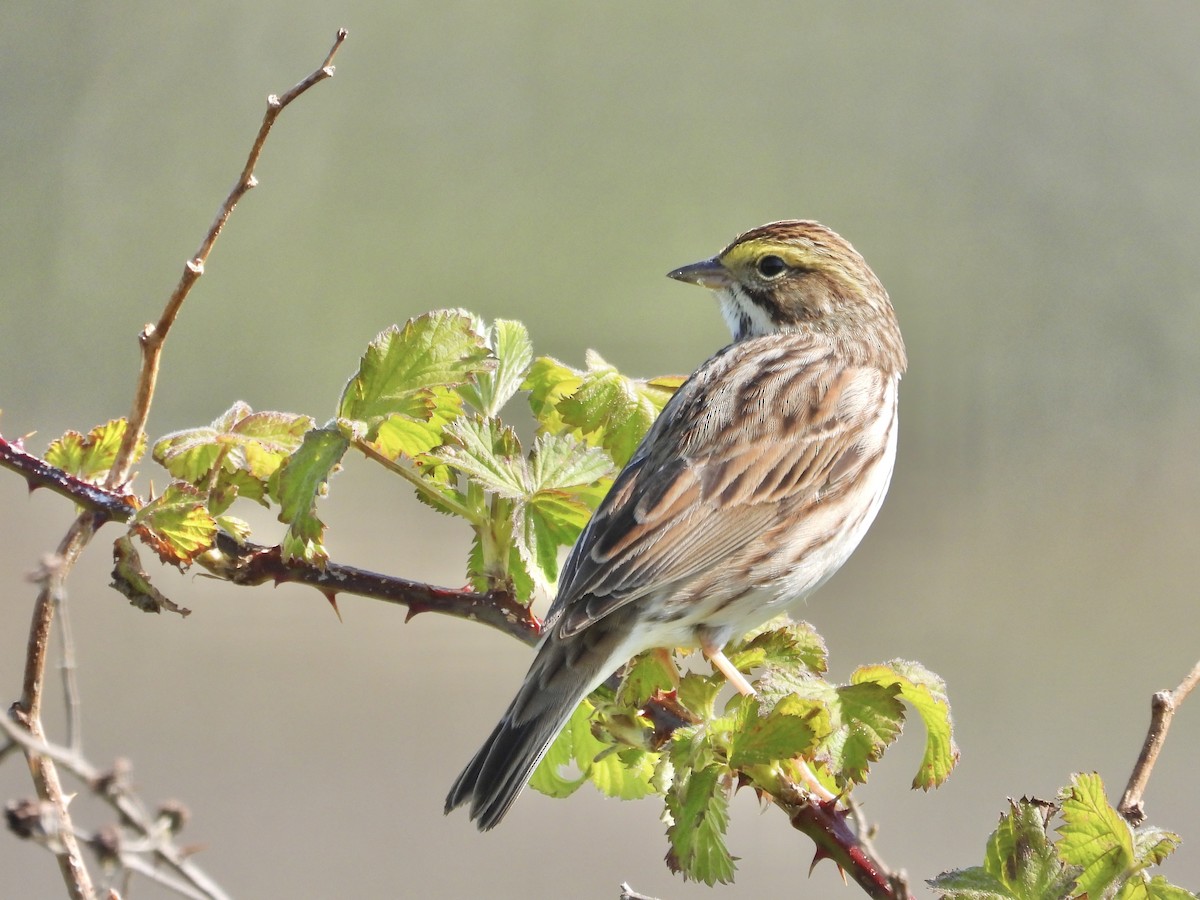 Savannah Sparrow - ML634383432