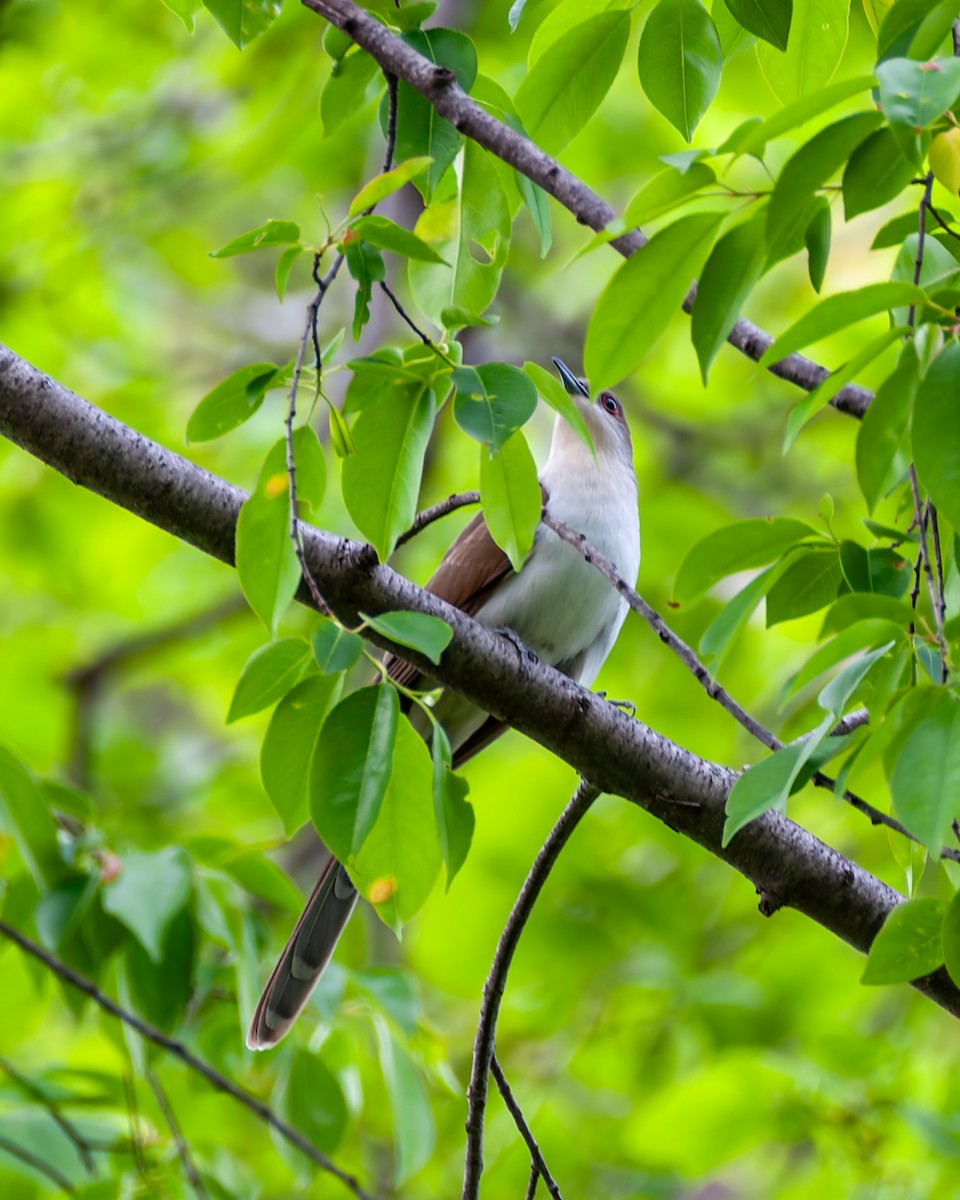 Black-billed Cuckoo - ML634383478