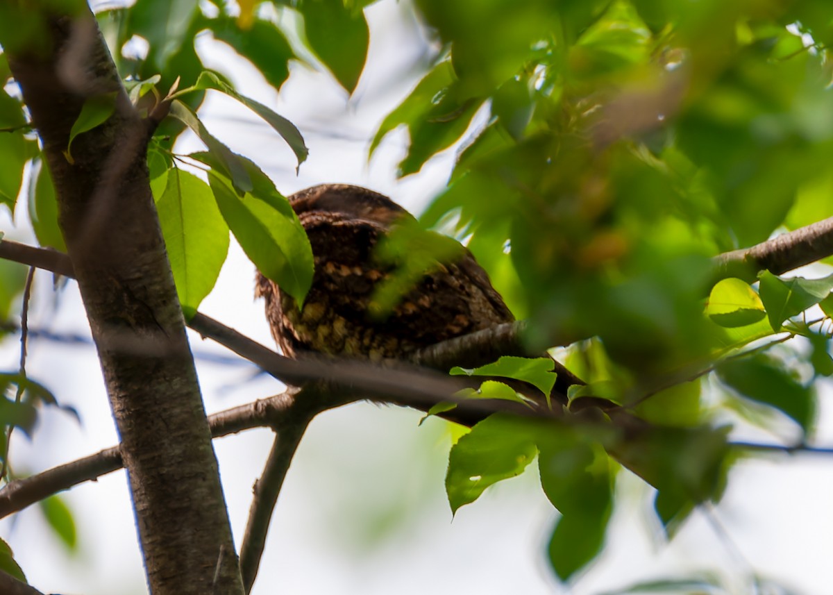 Eastern Whip-poor-will - ML634383488