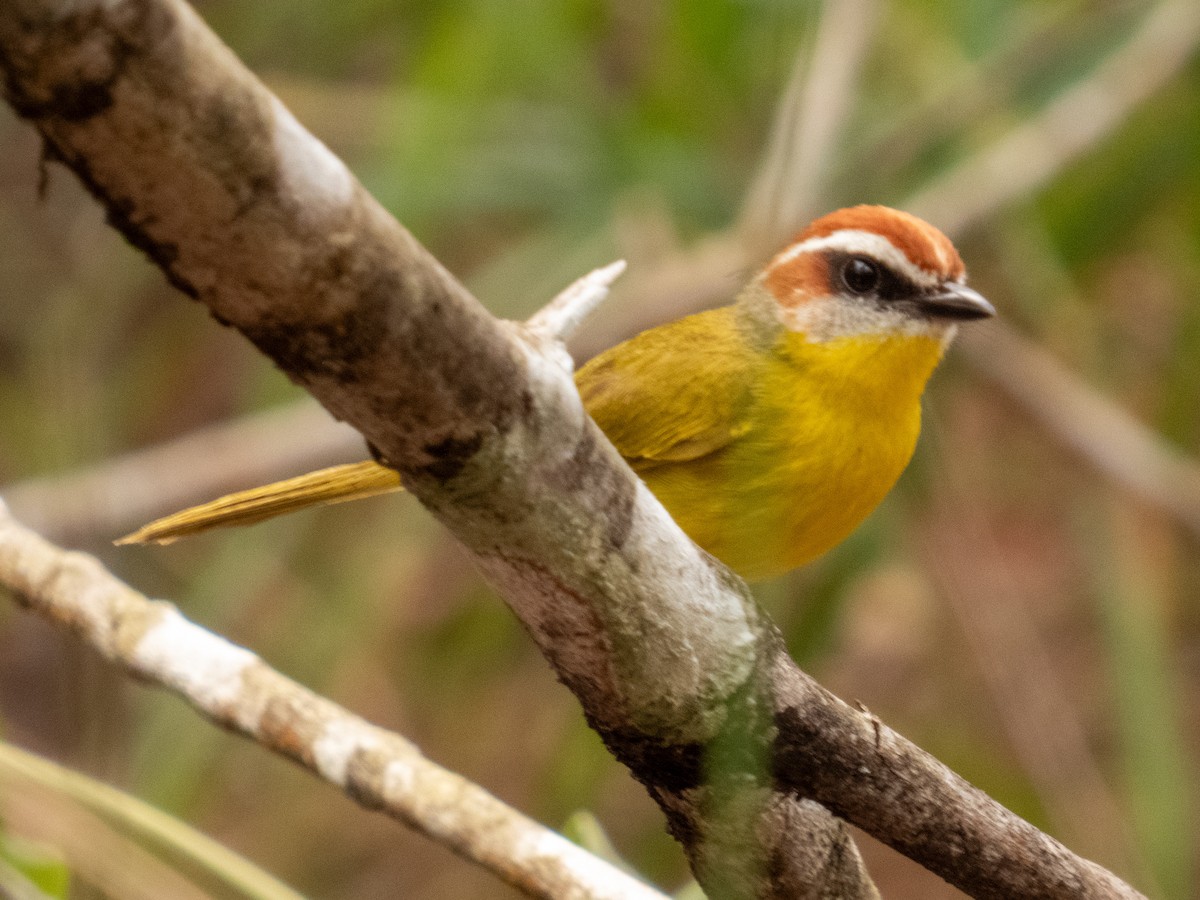 Rufous-capped Warbler - ML634383697
