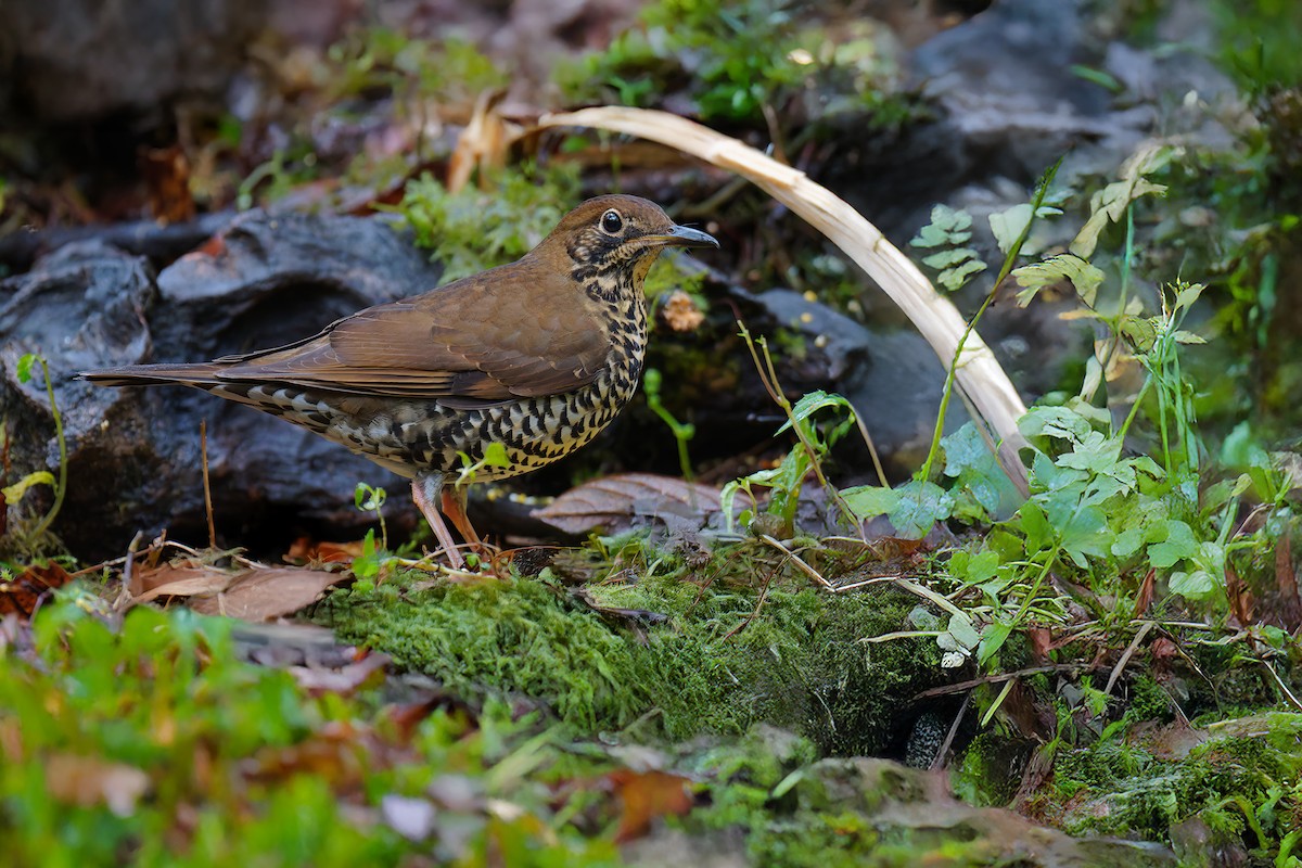 Himalayan Thrush - ML634383720