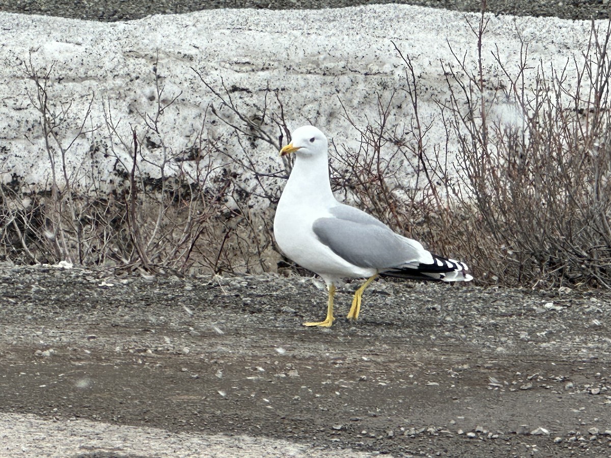 California Gull - ML634383794