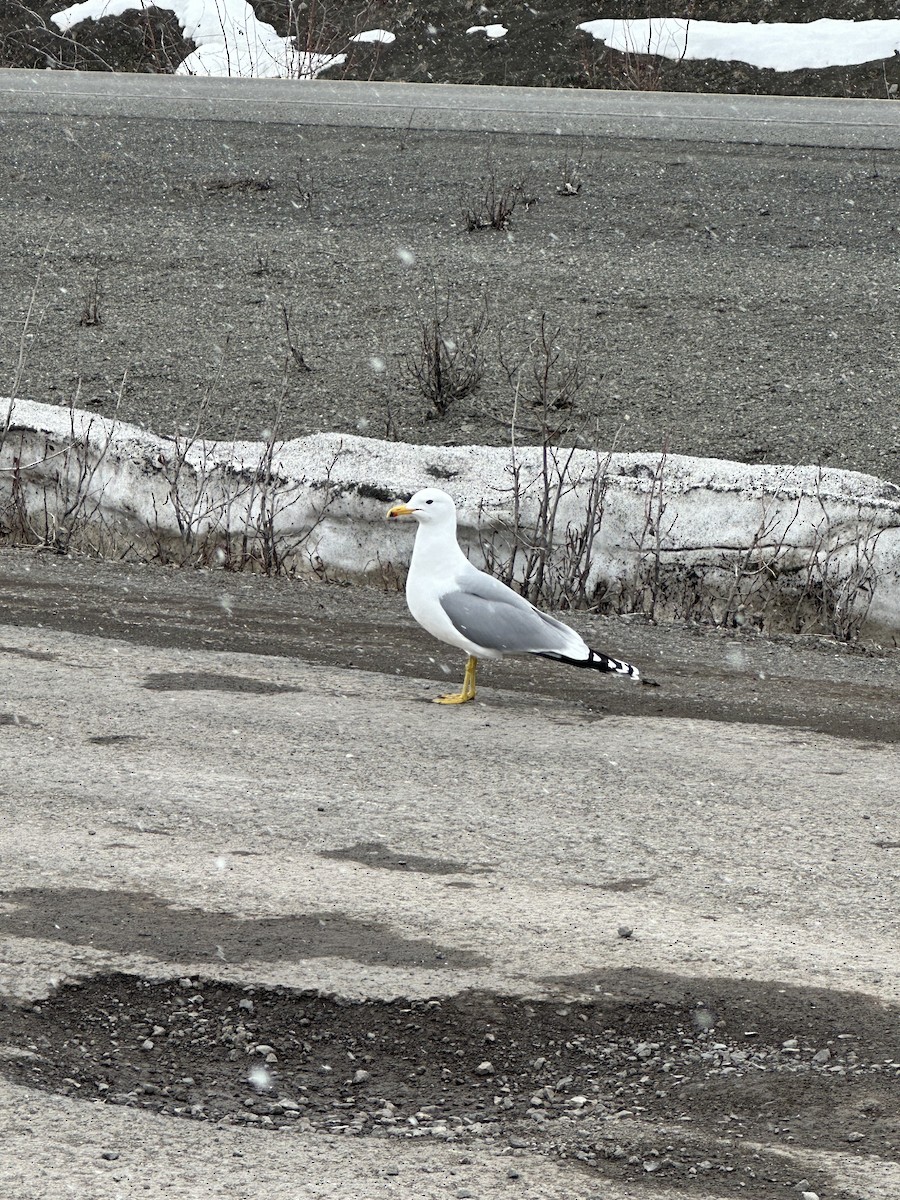 California Gull - ML634383795