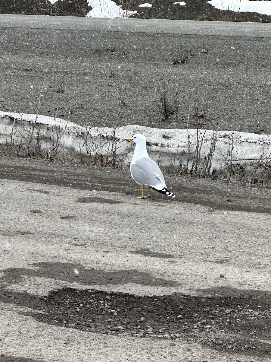 California Gull - ML634383796