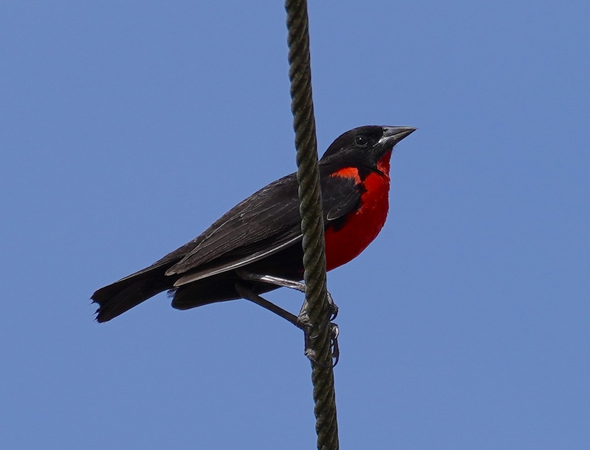 Red-breasted Meadowlark - ML634383889