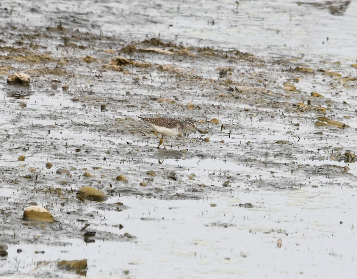 コシグロクサシギ - ML634383902