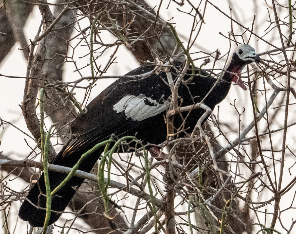Red-throated Piping-Guan - ML634383913