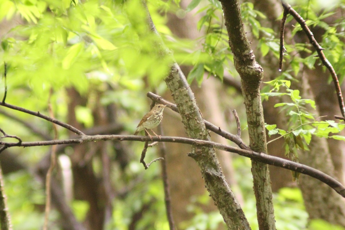 Swainson's Thrush - ML634383918